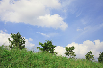 Obraz premium 青空と樹木