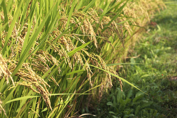 稲穂