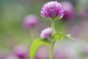 Obraz premium センニチコウ