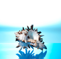 Fototapeta na wymiar Sea cockleshell photographed on a blue background