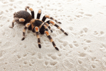 red knee tarantula © Okea