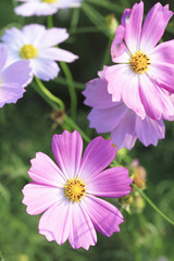 ピンクのコスモス