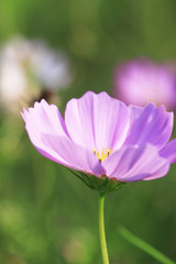 Fototapeta premium ピンクのコスモス