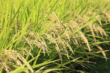 稲穂