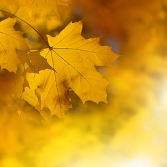 autumn orange leaves for background