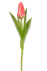 Tulip