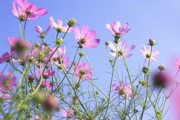 コスモス