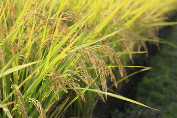 稲穂