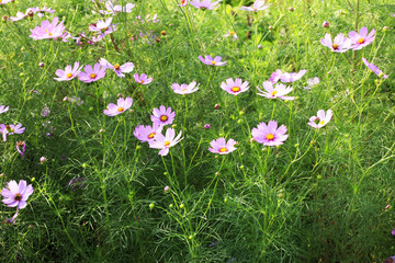 コスモス