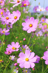 コスモス