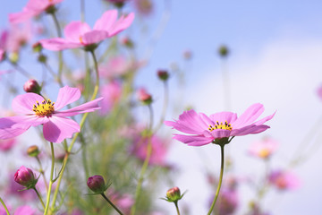 Obraz premium ピンクのコスモス