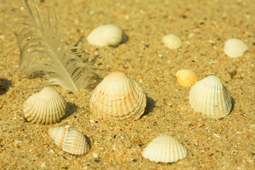 Cockleshells on sand