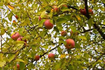 Apples on a tree