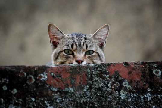 cuc&ugrave;