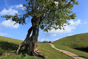 Mountain pasture - Alm