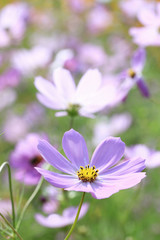 コスモス