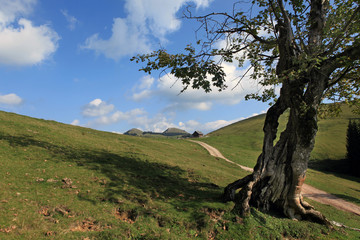 Almwiese - mountain pasture