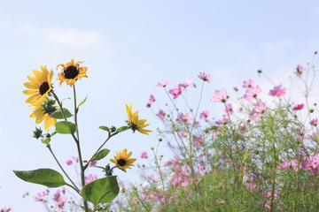 コスモスとヒマワリ