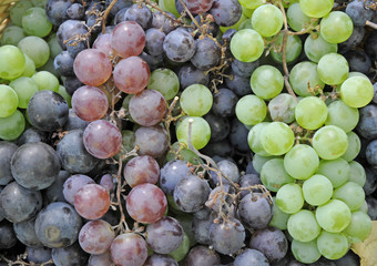 Weintrauben
