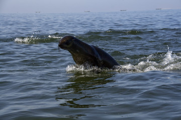 Fototapeta premium Kayaking around Pelican Point