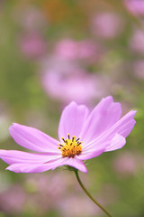 Fototapeta premium コスモス