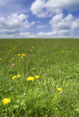 Grass field with dandelions in flower