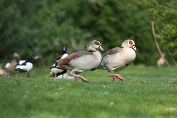 Enten im Gleichschritt