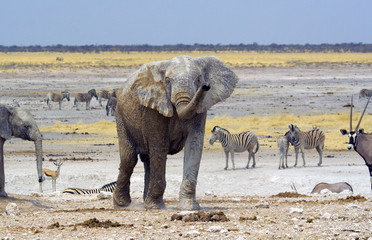 Nebrownii waterhole