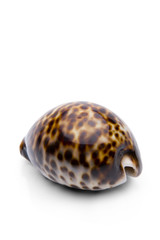 Tigerschnecke