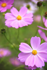 Fototapeta premium コスモス