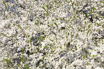 blossoming cherry tree