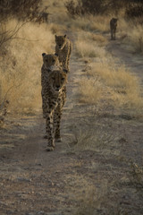 Otjitotongwe, cheetah lodge