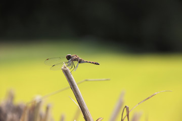 赤とんぼ