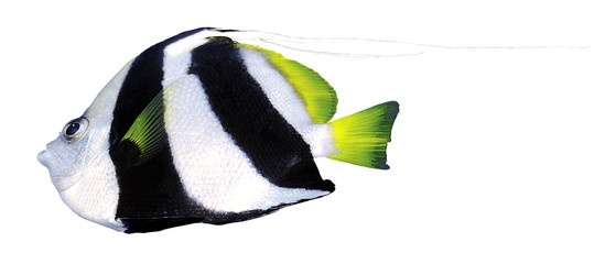 Tropical fish isolated on white background