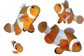 Four colorful clown anemonefish isolated on white background
