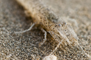 crevette grise (Crangon crangon)