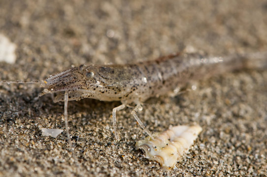 crevette grise (Crangon crangon)
