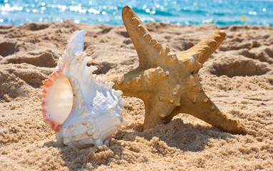 Fototapeta na wymiar starfish and sea shell