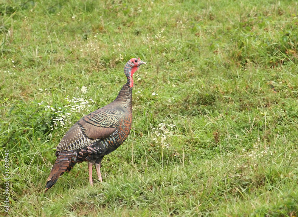 Wall mural Wild Turkey (Meleagris gallopavo)