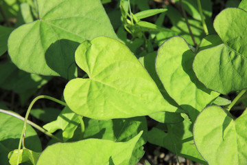 ハート型の葉っぱ