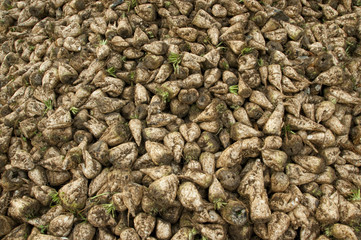 Tas de betteraves sucrières lors de la récolte
