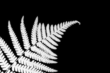 white fern on a black background