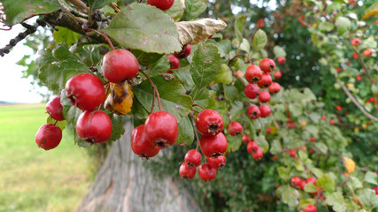 Weisdornbeeren