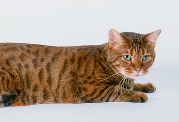 chat du bengal aux yeux verts de profil sur fond blanc- studio © Callalloo Twisty
