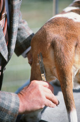 préparation du basset hound avant un exposition canine