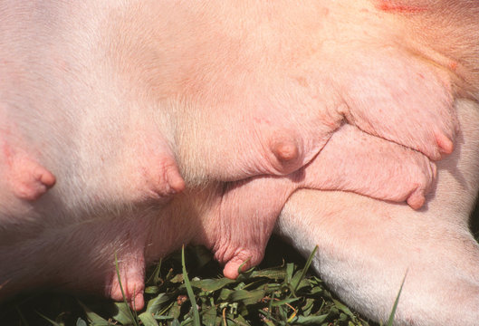 t&eacute;tines gonfl&eacute;es de lait d'une chienne pit bull allaitante