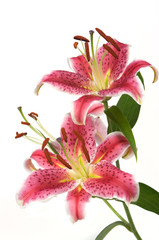 Lily Flowers