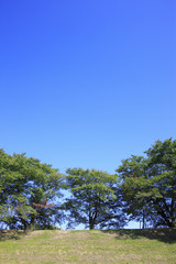 Obraz premium 並木