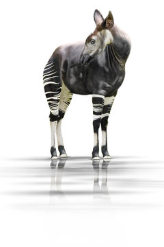 Okapi 001