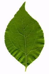 green leaf isolated on the white